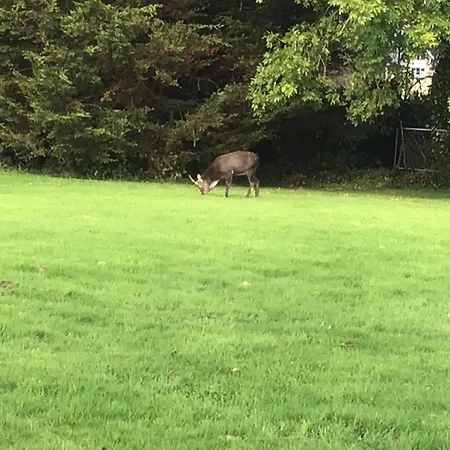 Aran Отель типа 